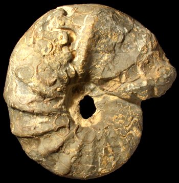 Ammonites et aliae spirae II - Ceratites nodosus