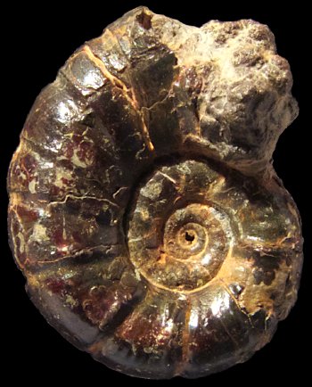 Ammonites et aliae spirae II - Alocolytoceras coarctatum
