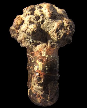 Ammonites et aliae spirae II - Alocolytoceras coarctatum