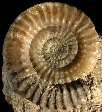 Ammonites et aliae spirae II - Acanthopleuroceras valdani
