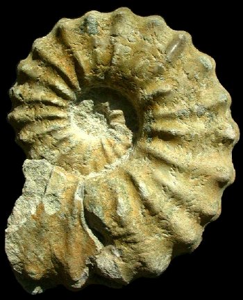 Ammonites et aliae spirae II - Acanthoceras rhotomagense