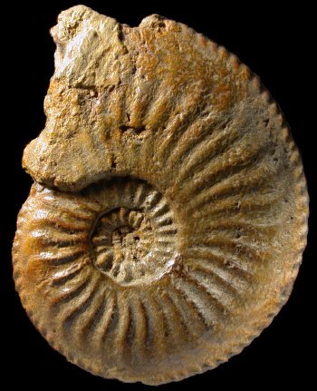 Ammonites et aliae spirae II - Amaltheus margaritatus  forme margaritatus