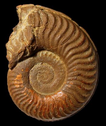 Ammonites et aliae spirae II - Arieticeras amalthei