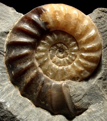 Ammonites et aliae spirae II - Asteroceras obtusum
