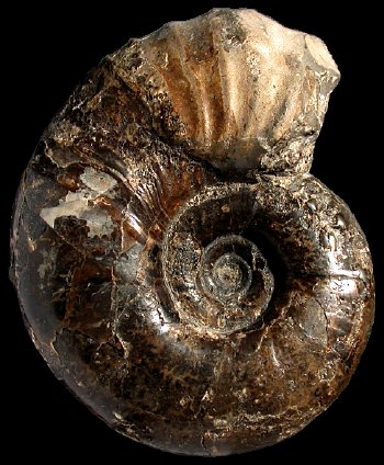 Ammonites et aliae spirae II - Anagaudryceras limatum