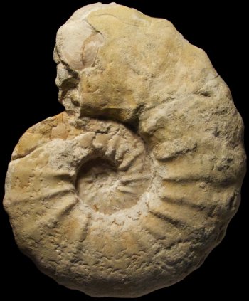 Ammonites et aliae spirae II - Acanthoceras pseudorenevieri