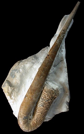 Ammonites et aliae spirae II - Anahamulina davidsoni