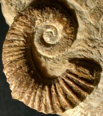 Ammonites et aliae spirae II - Ancylezeiceras sp. 1