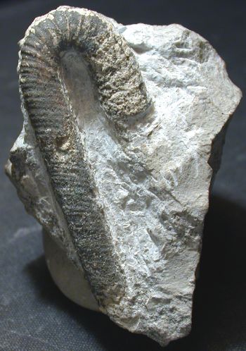 Ammonites et aliae spirae II - Anahamulina subcincta