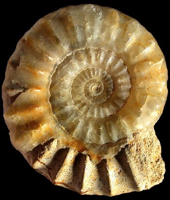 Ammonites et aliae spirae II - Acanthopleuroceras maugenesti