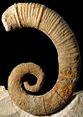 Ammonites et aliae spirae II - Crioceratites curnieri