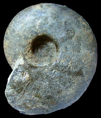 Ammonites et aliae spirae II - Quenstedtoceras praelamberti  var. praelamberti