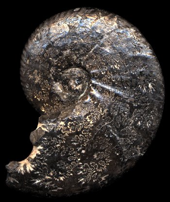 Ammonites et aliae spirae II - Anahoplites planus