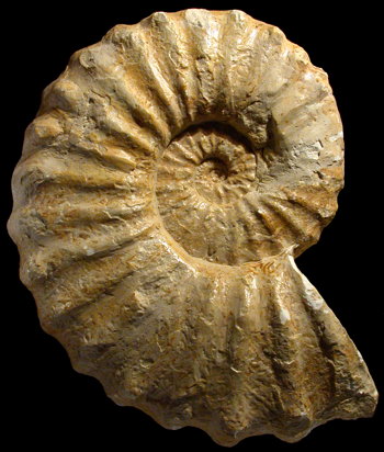 Ammonites et aliae spirae II - Acanthoceras rhotomagense