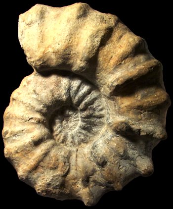 Ammonites et aliae spirae II - Acanthoceras jukesbrownei