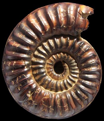 Ammonites et aliae spirae II - Arieticeras bertrandi