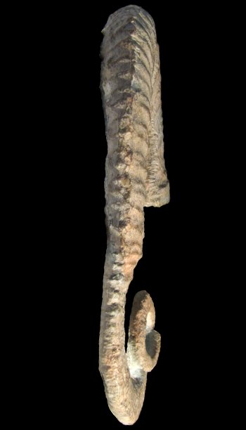 Ammonites et aliae spirae II - Anisoceras perarmatum