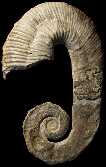 Ammonites et aliae spirae II - Acrioceras (Acrioceras) sarasini