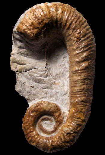 Ammonites et aliae spirae II - Acrioceras (Acrioceras) ramkrishnai