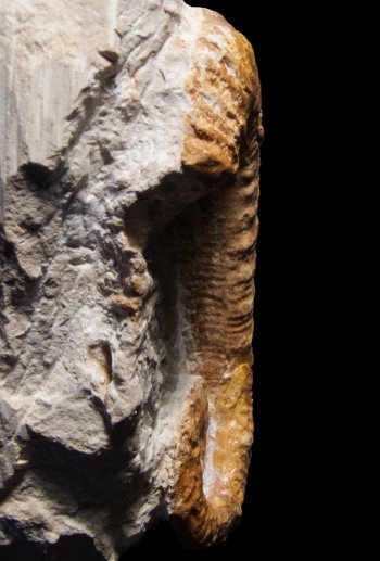 Ammonites et aliae spirae II - Acrioceras (Acrioceras) ramkrishnai