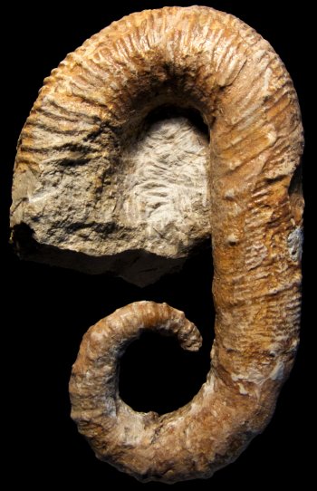 Ammonites et aliae spirae II - Acrioceras (Acrioceras) terveri