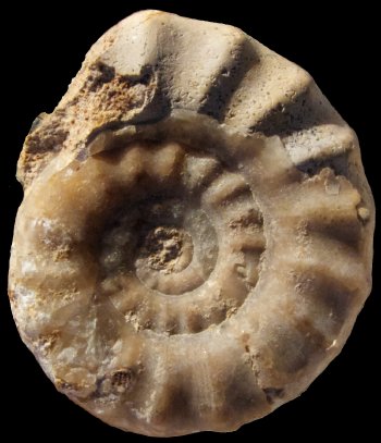 Ammonites et aliae spirae II - Acanthopleuroceras inflatum