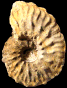 Schloenbachia coupei forma nodulosa