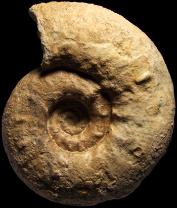 Ammonites et aliae spirae II - Aspidoceras acanthicum