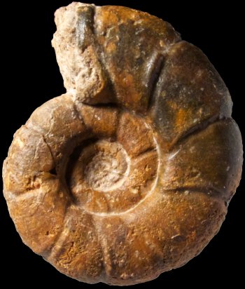 Ammonites et aliae spirae II - Alocolytoceras ophioneum