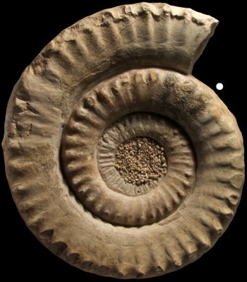 Ammonites et aliae spirae II - Apoderoceras subtriangulare