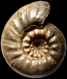 Erymnoceras (Erymnoceras) coronatum (M)