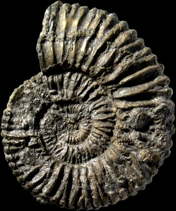 Ammonites et aliae spirae II - Peltoceras schroederi  morphe courvillei