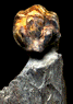 Neseuretus tristani