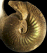 Sphaeroceras brongniarti