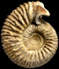 Normannites turgidus (m)