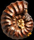 Brancoceras (Brancoceras (?)) multicostatum
