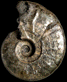 Roberticeras newtoni