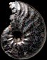 Cleoniceras quercifolium