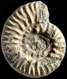 Hysteroceras carinatum