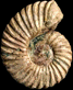 Leymeriella tardefurcata