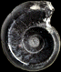 Jauberticeras jaubertianum