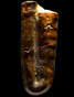 Ptychoceras sp.