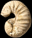 Scaphites obliquus