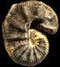Scaphites warreni (M)