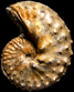 Discoscaphites gulosus (m)