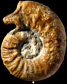 Euaspidoceras rotari (m)