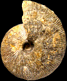 Macrocephalites gracilis (M)