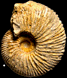 Macrocephalites lamellosus (m)