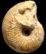 Macrocephalites cf. pila (M)