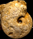 Macrocephalites sp. zone_Bullatus_A